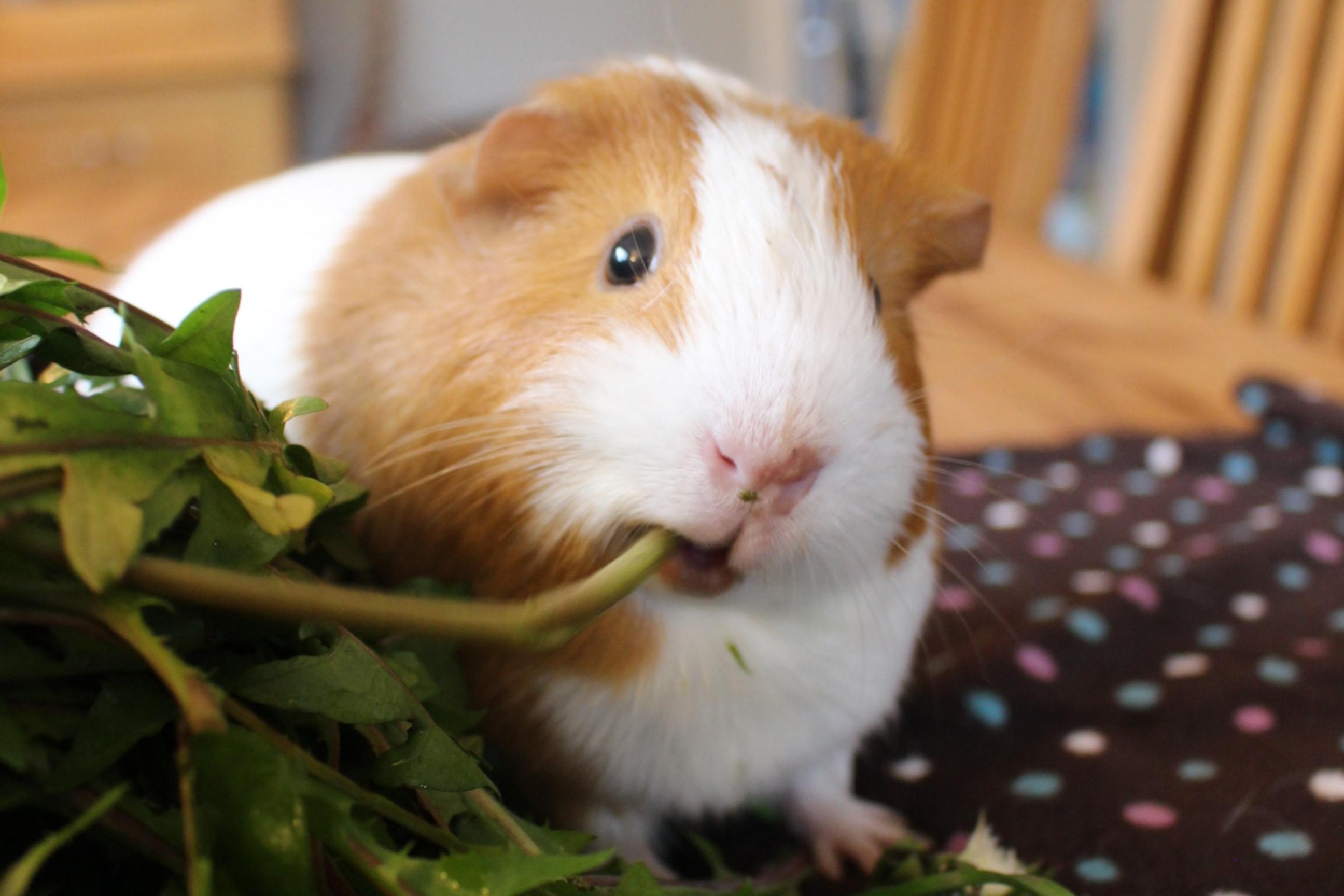 <h1>Guinea Pig Boarding</h1>