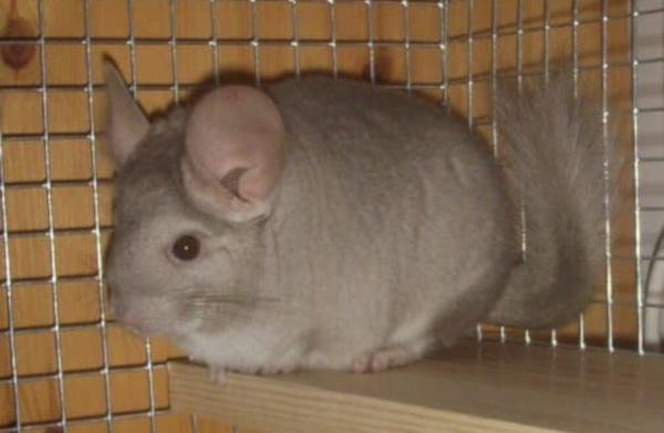 Chinchilla Boarding