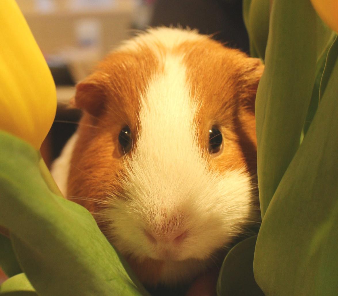 Guinea Pig Boarding