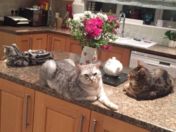 Felines