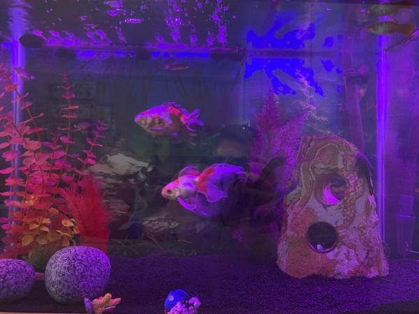 Fish