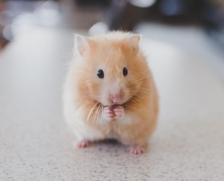 Hamsters, Rats & Mice