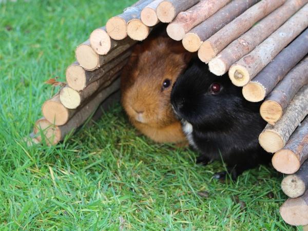 Pigs
