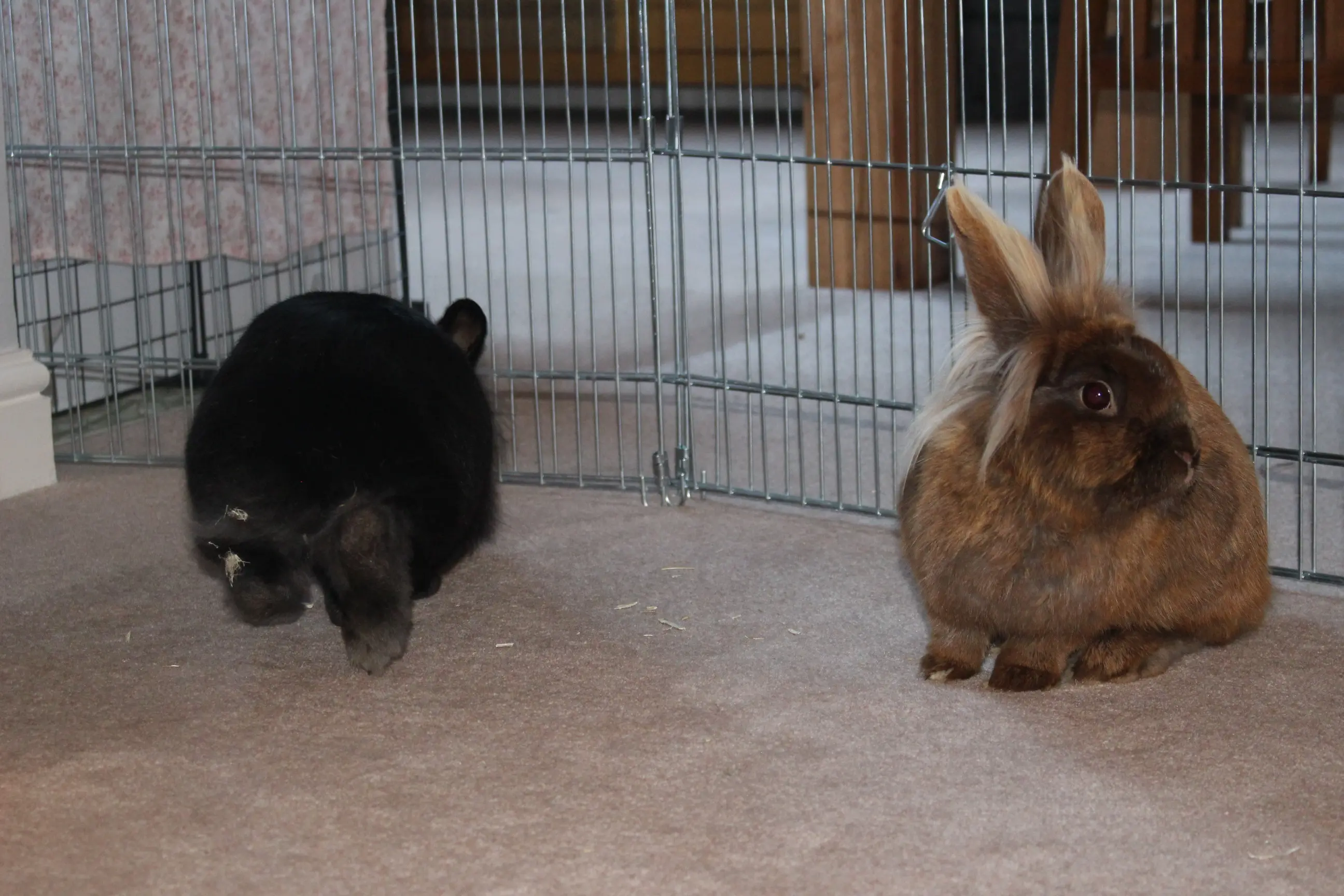 Rabbit Boarding The Hedgerow Hotel Hook, Hampshire